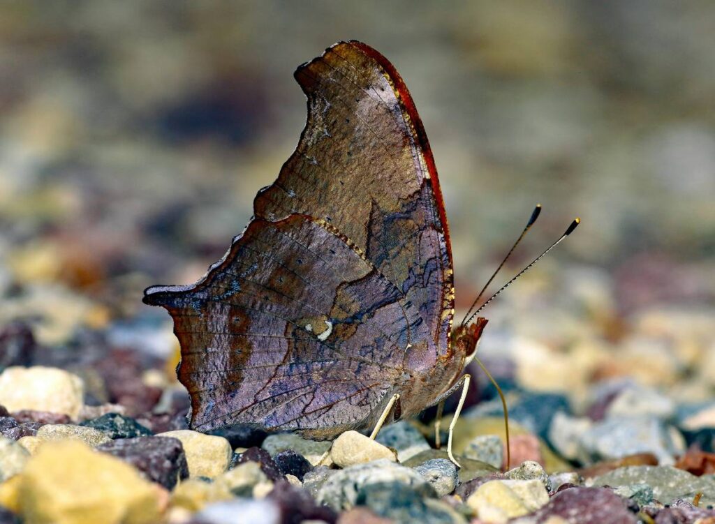 Question mark (Polygonia interrogationis) ventro Ice Age National Scientific Reserve Unit, Baraboo, WI, USA image no _F2A1992aaap taken 7/5/2022